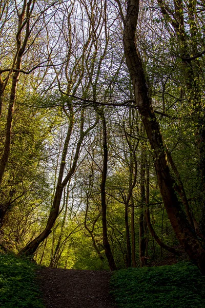 Paysage Ensoleillé Dans Une Réserve Naturelle Anglaise Dudley — Photo