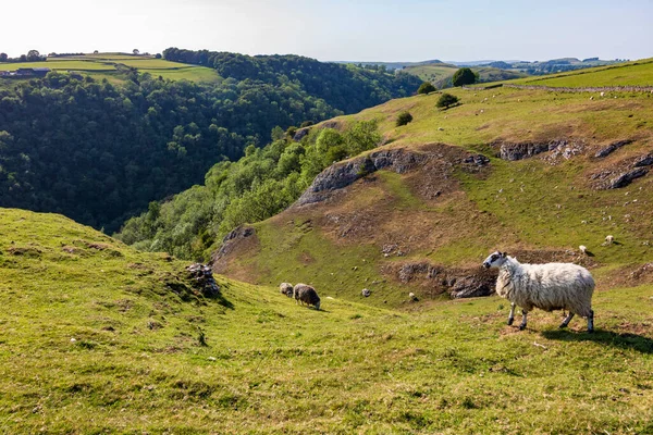 Sheep in a natural nature reserve in England