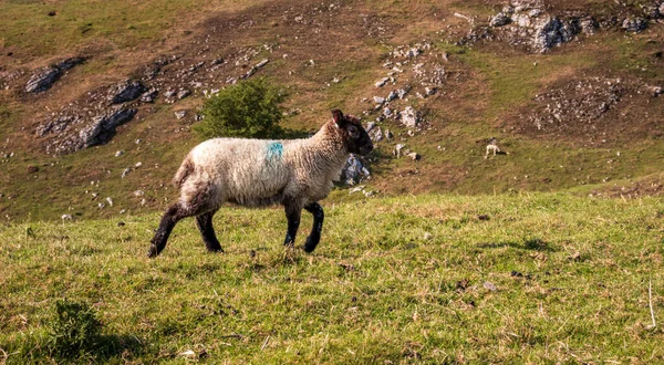 Schafe Einem Naturschutzgebiet England — Stockfoto