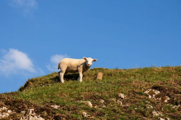 Schafe Einem Naturschutzgebiet England — Stockfoto