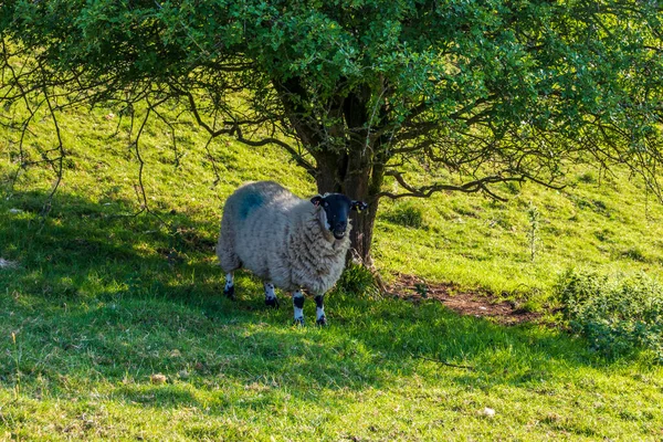 Овцы Природном Заповеднике Англии — стоковое фото
