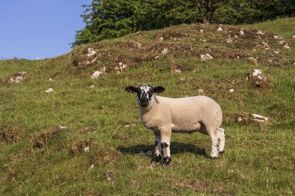 Owce Rezerwacie Przyrody Anglii — Zdjęcie stockowe