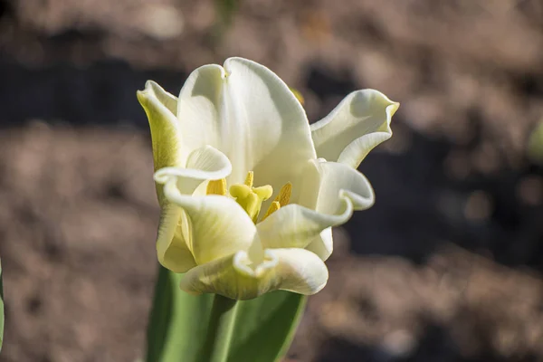 Schöne Frühlingsblumen Garten Einem Sonnigen Tag — Stockfoto