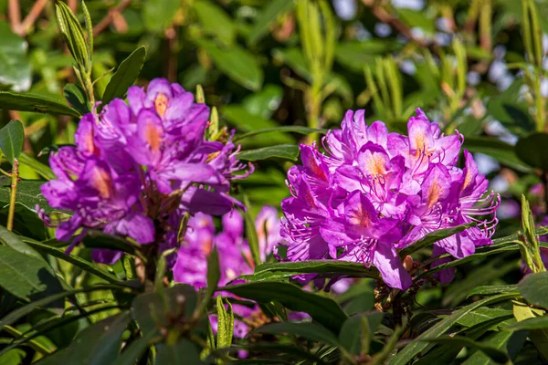 Gyönyörű Tavaszi Virágok Kertben Egy Napsütéses Napon — Stock Fotó