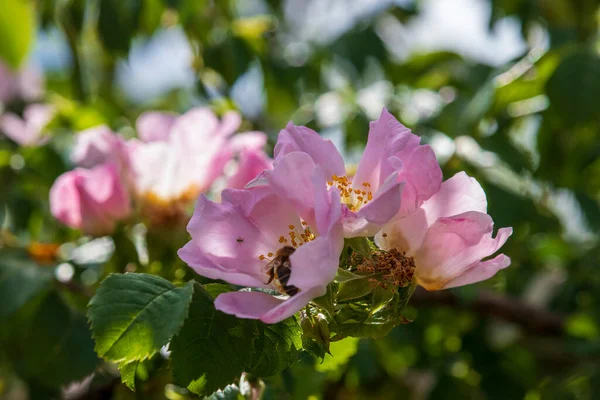 Hermosas Flores Primavera Jardín Día Soleado — Foto de Stock