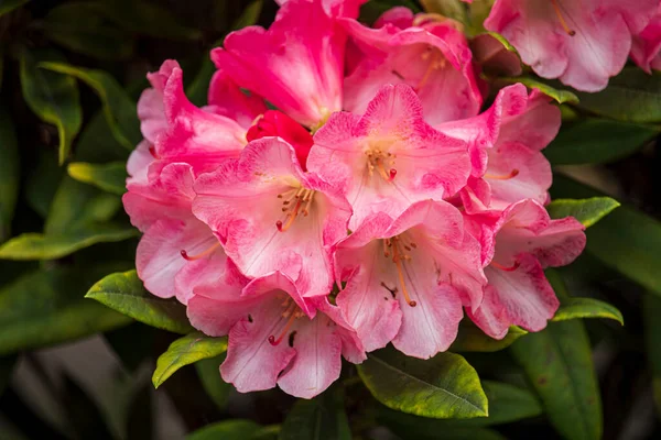 Lindas Flores Primavera Jardim Dia Ensolarado — Fotografia de Stock