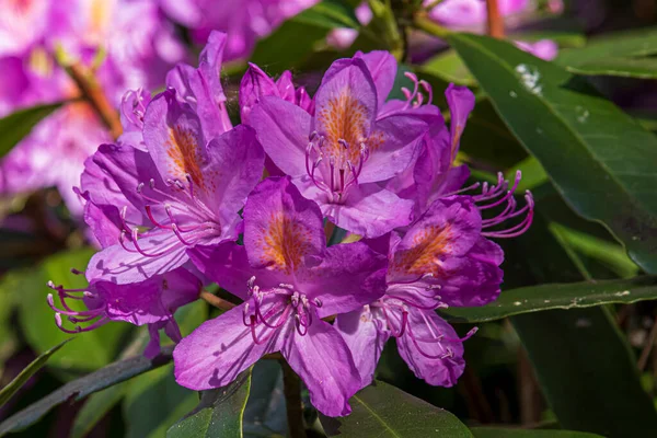 Lindas Flores Primavera Jardim Dia Ensolarado — Fotografia de Stock