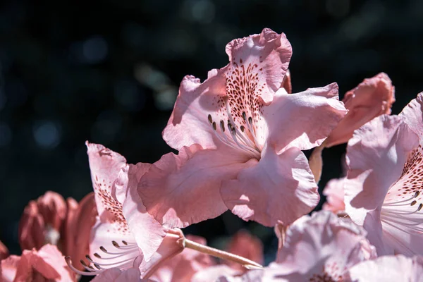 Krásné Jarní Květiny Zahradě Slunečného Dne — Stock fotografie