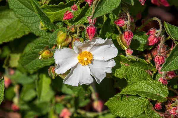 Lindas Flores Primavera Jardim Dia Ensolarado — Fotografia de Stock