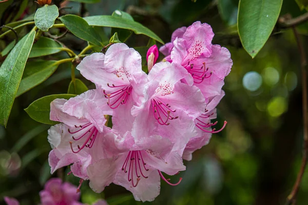Lindas Flores Primavera Jardim Botânico Inglaterra — Fotografia de Stock