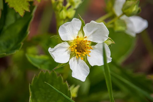 Lindas Flores Primavera Jardim Botânico Inglaterra — Fotografia de Stock