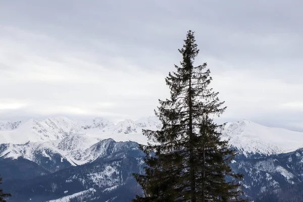 Paisagem Inverno Montanhas Polonesas — Fotografia de Stock