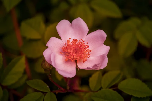 Prachtige Bloemen Een Engels Park Een Zonnige Dag — Stockfoto