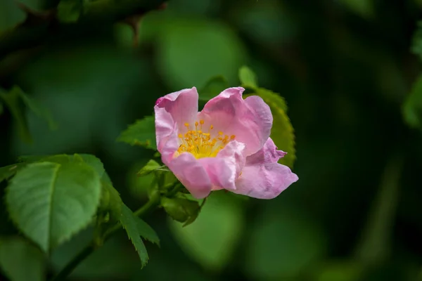 Vackra Blommor Engelsk Park Solig Dag — Stockfoto