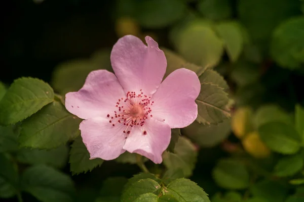Vackra Blommor Engelsk Park Solig Dag — Stockfoto