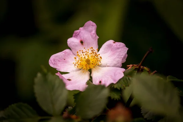 Schöne Blumen Einem Englischen Park Einem Sonnigen Tag — Stockfoto