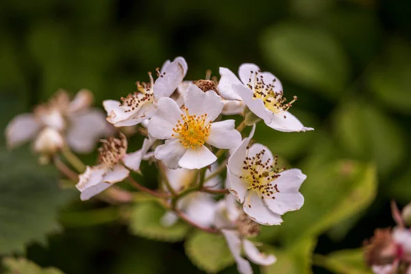 Hermosas Flores Parque Inglés Día Soleado — Foto de Stock