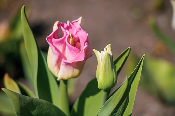 Schöne Blumen Einem Englischen Park Einem Sonnigen Tag — Stockfoto