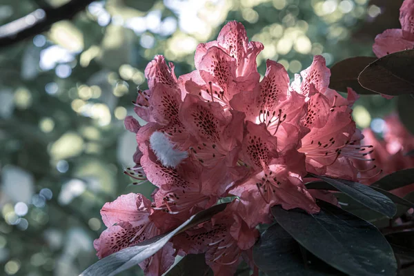 Gyönyörű Virágok Egy Angol Parkban Egy Napsütéses Napon — Stock Fotó