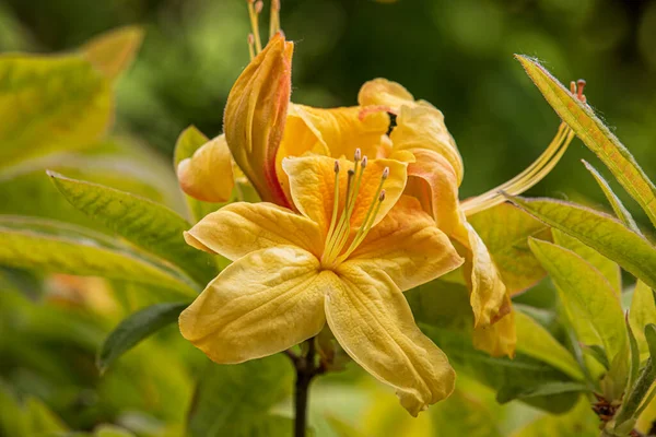Gyönyörű Virágok Egy Angol Parkban Egy Napsütéses Napon — Stock Fotó