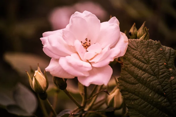 Цветы Английском Парке Солнечный День — стоковое фото