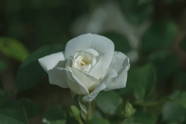 Prachtige Bloemen Een Engels Park Een Zonnige Dag — Stockfoto