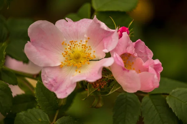 Vackra Blommor Engelsk Park Solig Dag — Stockfoto