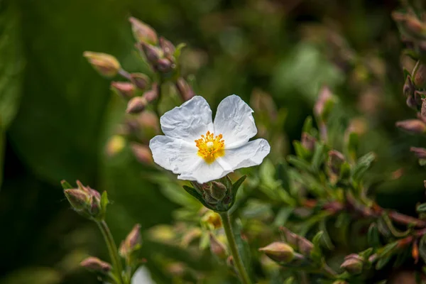 Lindas Flores Parque Inglês Dia Ensolarado — Fotografia de Stock