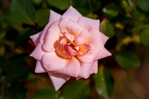 Piękne Kwiaty Parku Angielskim Słoneczny Dzień — Zdjęcie stockowe