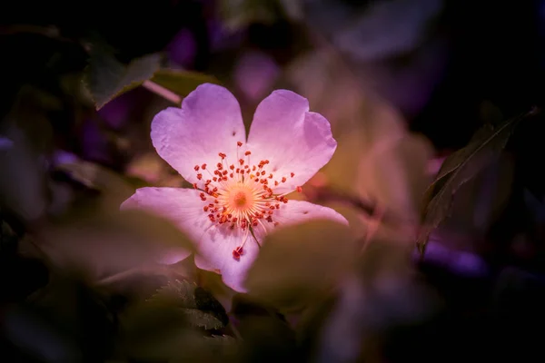 Vackra Blommor Engelsk Park Solig Dag — Stockfoto