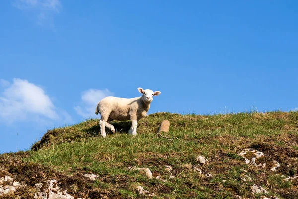 イギリスの自然保護区での羊 — ストック写真