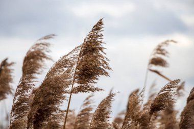 Kranik 'teki su deposunun üzerinde şeker kamışı çiçeği