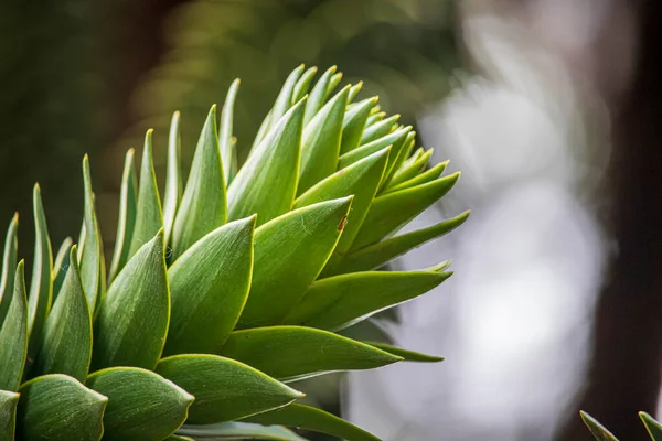 Grön Barrträd Engelsk Park Araucaria — Stockfoto