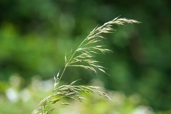 Green Grass Natural Reserve England — Stock Photo, Image