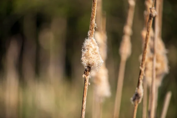 Cattail Rodzaj Lądowych Roślin Wodnych Należących Rodziny Rączycowatych Typhaceae Występuje — Zdjęcie stockowe