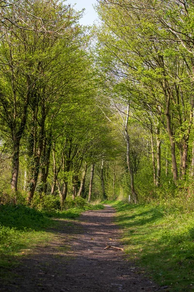 Paysage Ensoleillé Dans Une Réserve Naturelle Anglaise — Photo