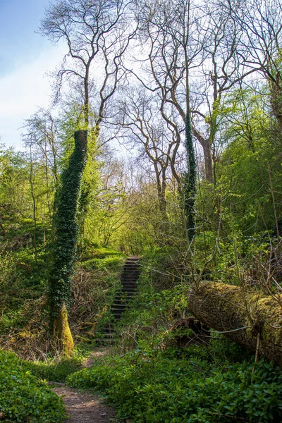 Paysage Ensoleillé Dans Une Réserve Naturelle Anglaise — Photo