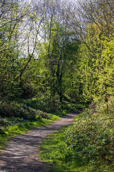 有阳光的自然英语保护区景观 — 图库照片