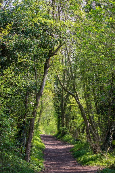 stock image Landscape with sunlight in a natural English reserve