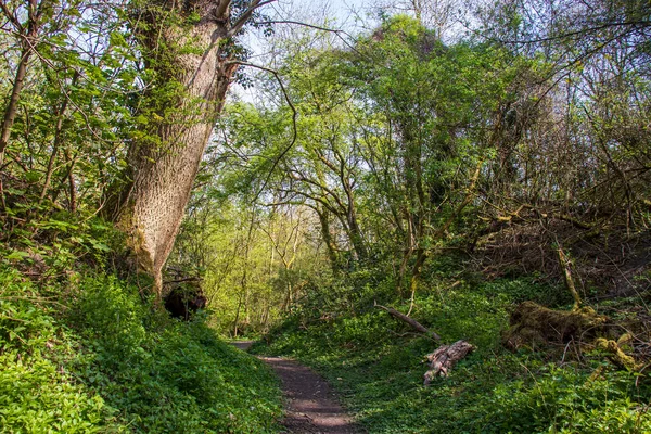 Landschap Met Zonlicht Een Natuurlijk Engels Reservaat — Stockfoto