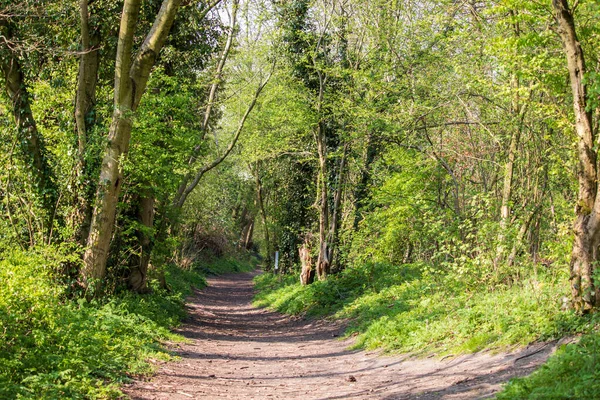 Paysage Ensoleillé Dans Une Réserve Naturelle Anglaise — Photo