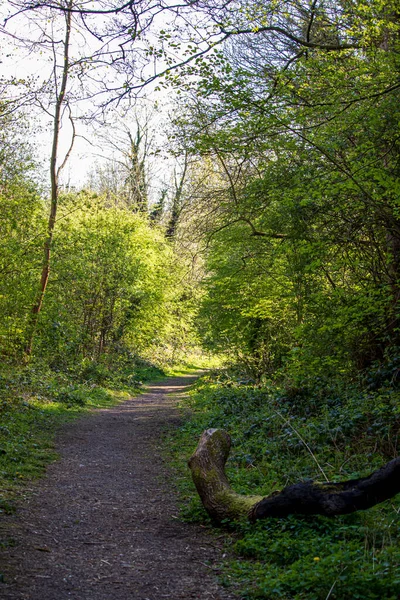 Landschaft Mit Sonnenlicht Einem Natürlichen Englischen Reservat — Stockfoto