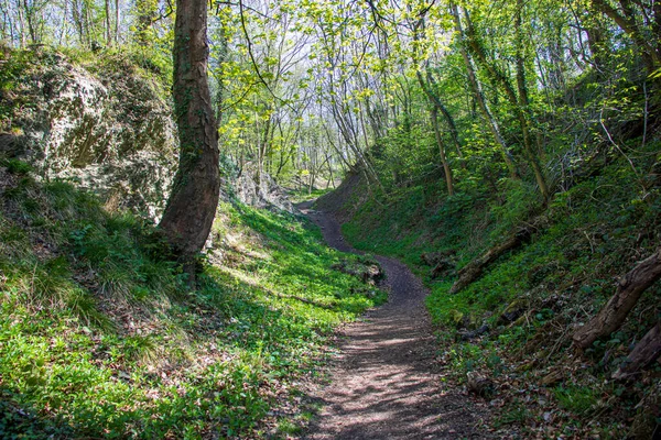 Landschaft Mit Sonnenlicht Einem Natürlichen Englischen Reservat — Stockfoto