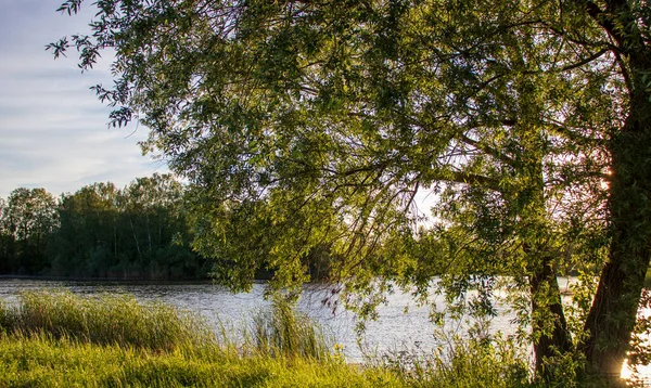 Прекрасный Парк Быдгоще Идеальное Место Отдыха — стоковое фото