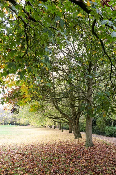 Englische Parklandschaft Ein Perfekter Ort Zum Entspannen — Stockfoto