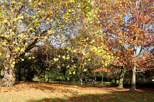 Paisaje Del Parque Inglés Lugar Perfecto Para Relajarse —  Fotos de Stock