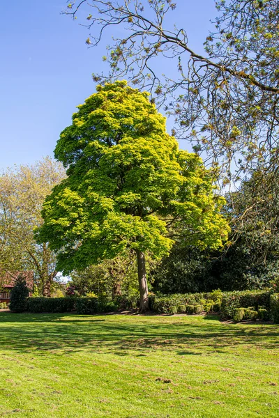 Utsikt Över Engelsk Park Våren England — Stockfoto