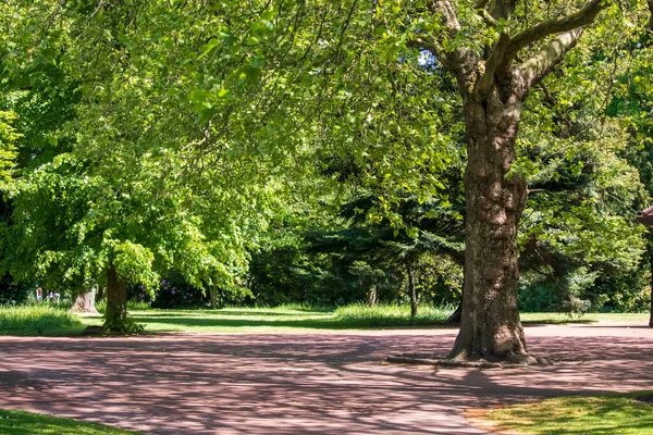 Kilátás Egy Angol Parkra Tavasz Angliában — Stock Fotó