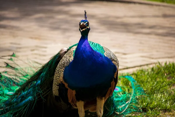 植物園の美しいカラフルな孔雀 — ストック写真