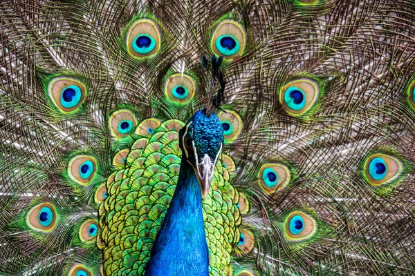 Botanik Bahçesinde Güzel Renkli Bir Tavus Kuşu — Stok fotoğraf